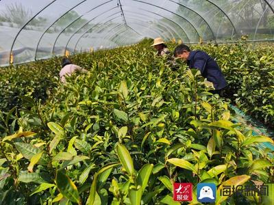 “白露”飄香 費(fèi)縣春曦茶業(yè)以技術(shù)創(chuàng)新驅(qū)動(dòng)白茶產(chǎn)業(yè)升級(jí)與生物有機(jī)肥料研發(fā)